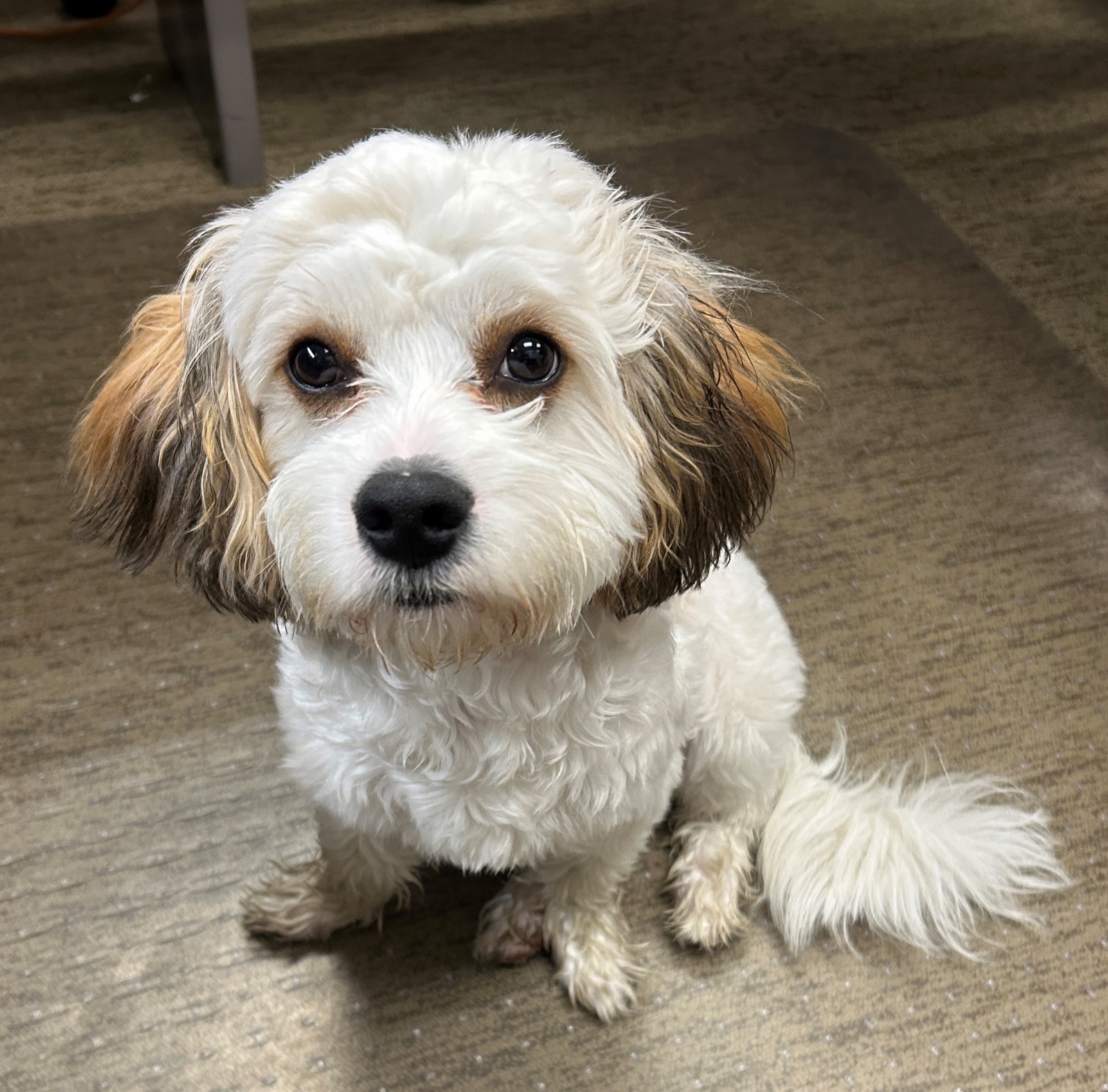 Chester, the comfort K-9, in July 2025