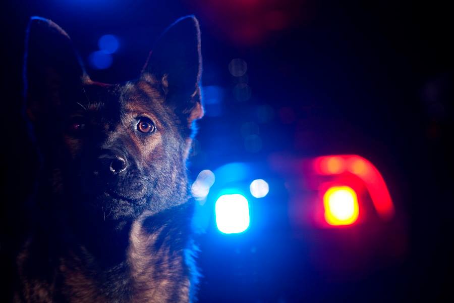 Chesterfield Police Receive Sizeable Donation For K9 Program