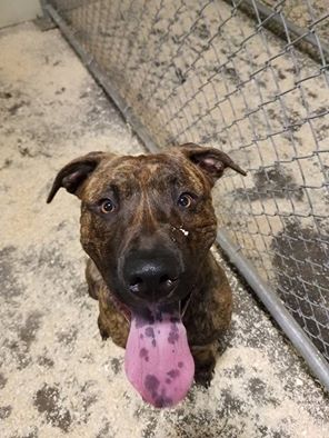 Look at this handsome, brindle lad!