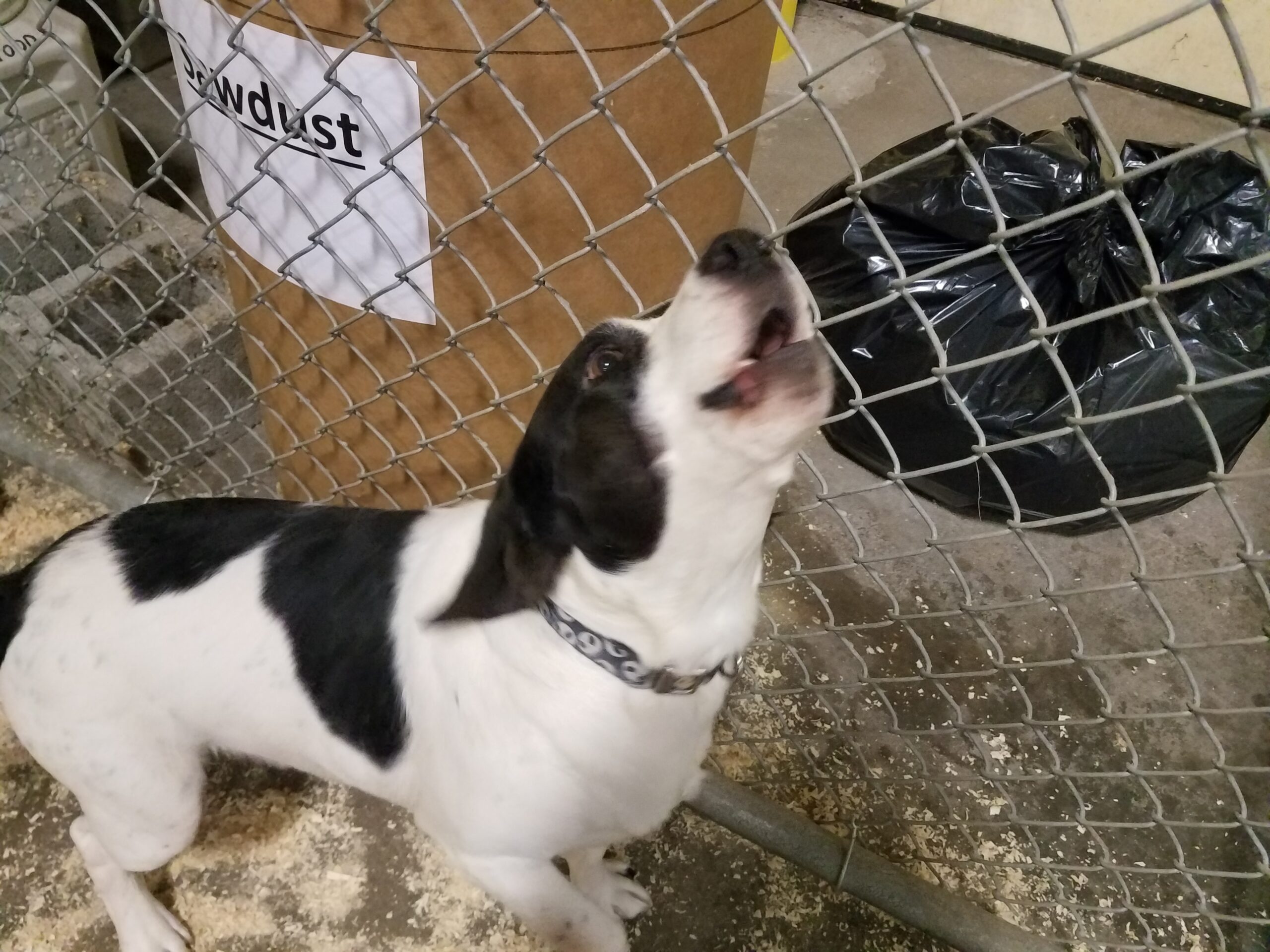 Found Dog 1-29-2018