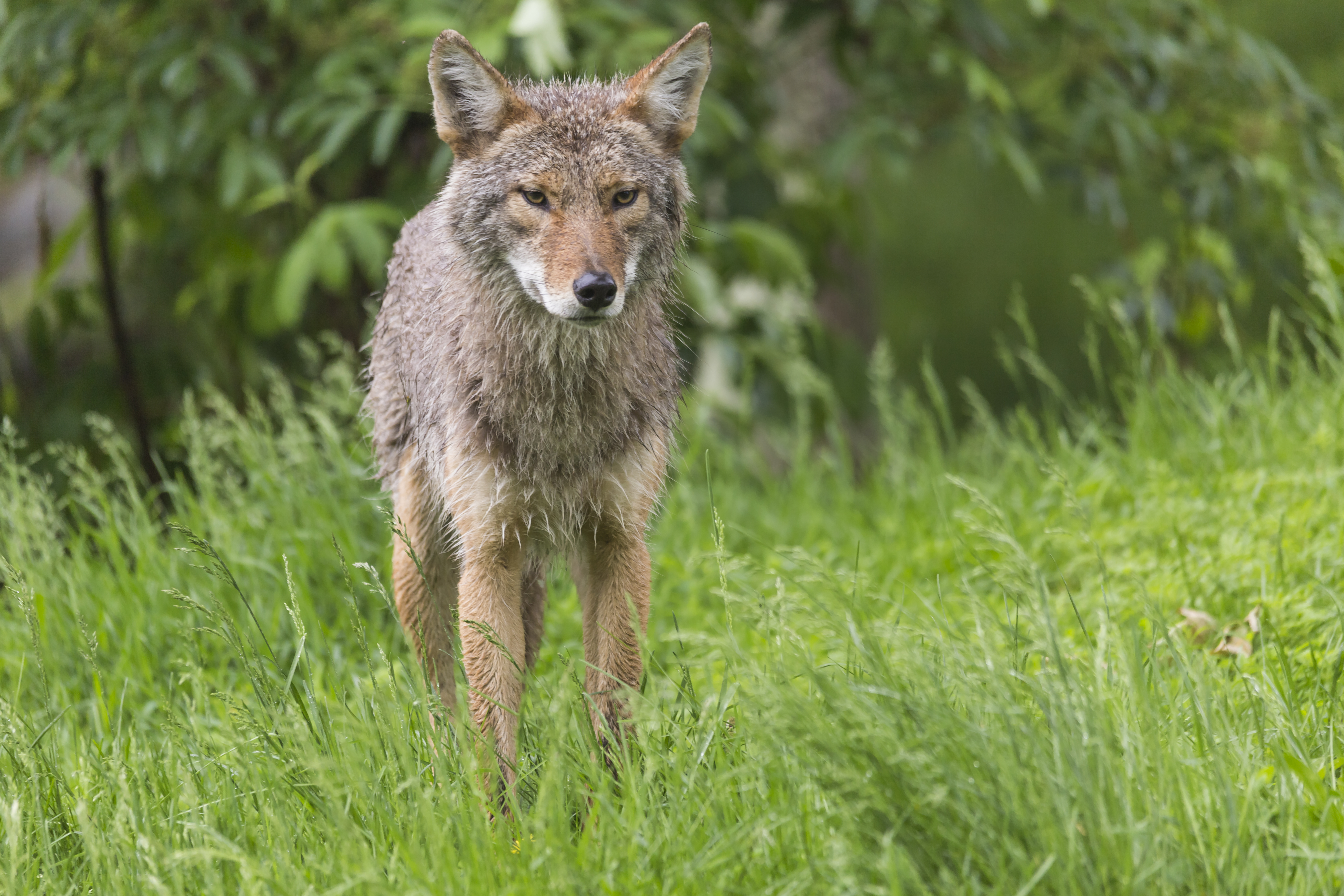 Coyotes likely responsible for killing a deer..