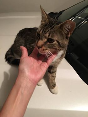 Found Cat 8-11-2017